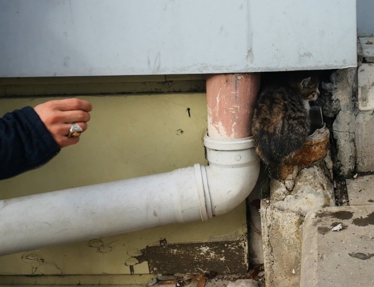 Köpekten Korkan Yavru Kedi Önce Boruya, Daha Sonra Tel Örgüye Sıkıştı