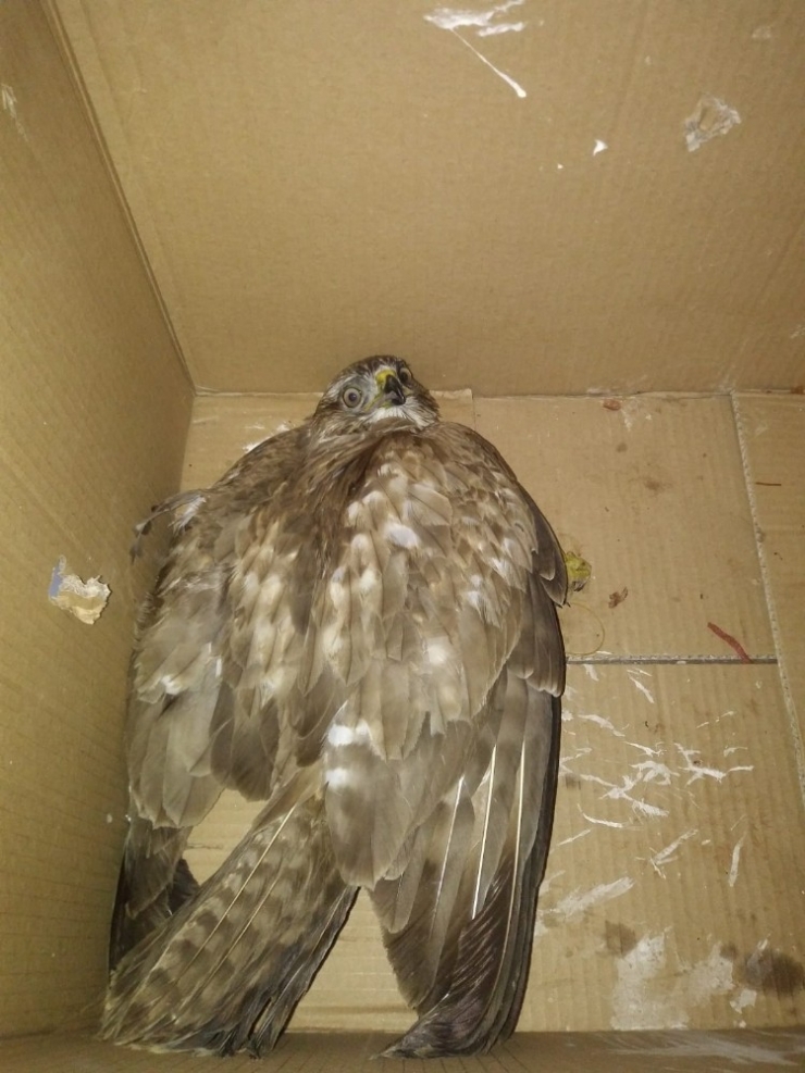 Yaralı Şahine Zabıta Şefkati