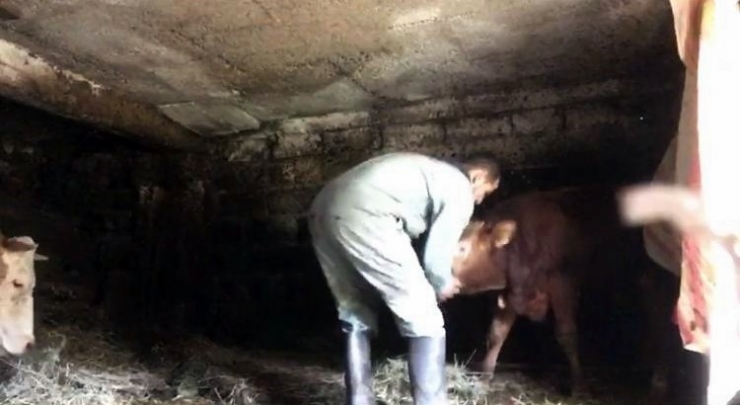 Sahibinin Komutlarına Uyan 5 Aylık Buzağı Görenleri Şaşırtıyor