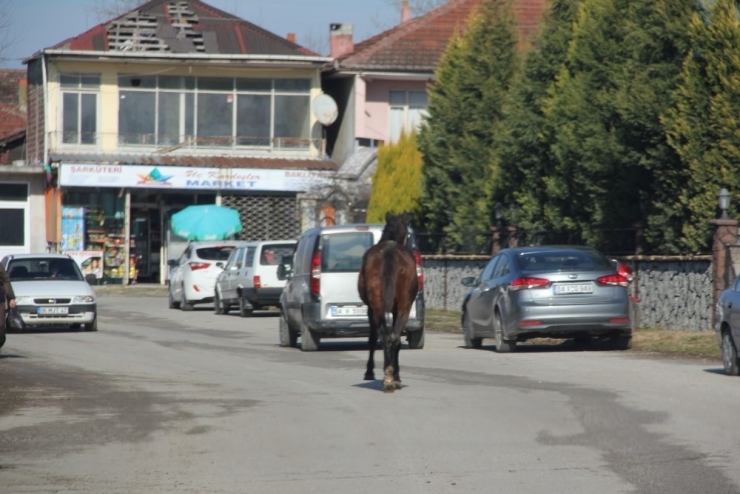 Ahırdan Kaçan At Trafikte Tehlike Oluşturdu