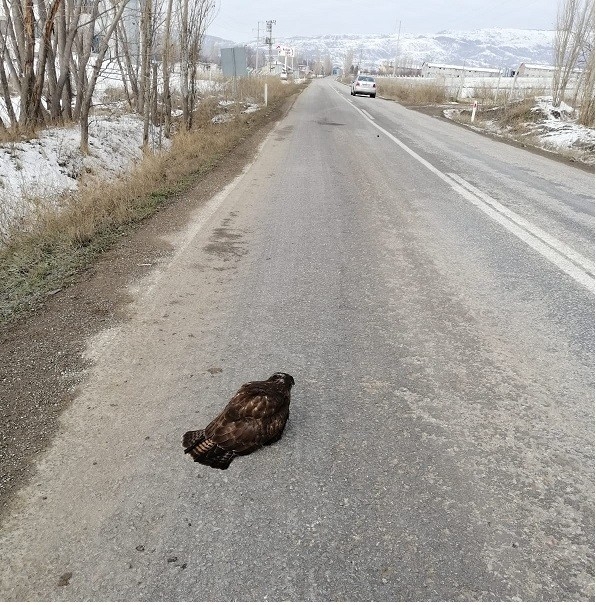 Yaralı Şahin’i Jandarma Ekipleri Kurtardı