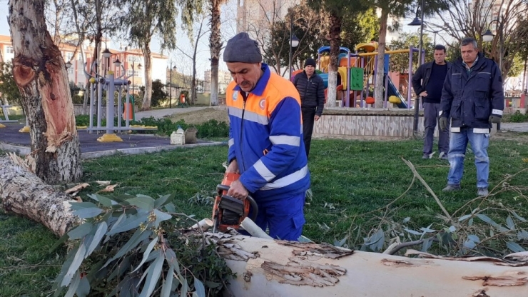 Adana’da Fırtına Ağaçları Kökünden Söktü
