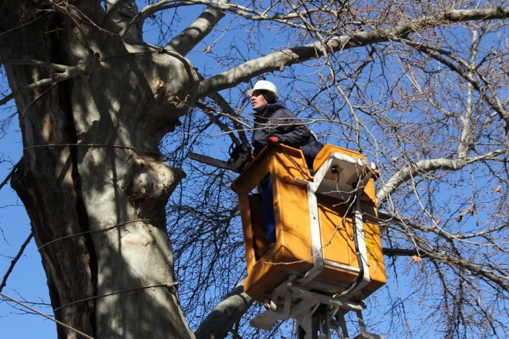 400 Yıllık Anıt Ağaçta Özel Ekip Çalışma Başlattı