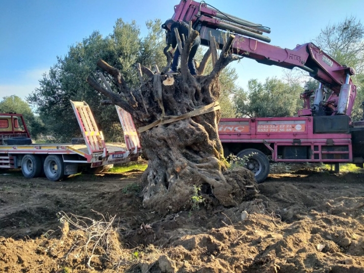 Bin Yıllık Zeytin Ağacı Yeni Yerine Taşındı
