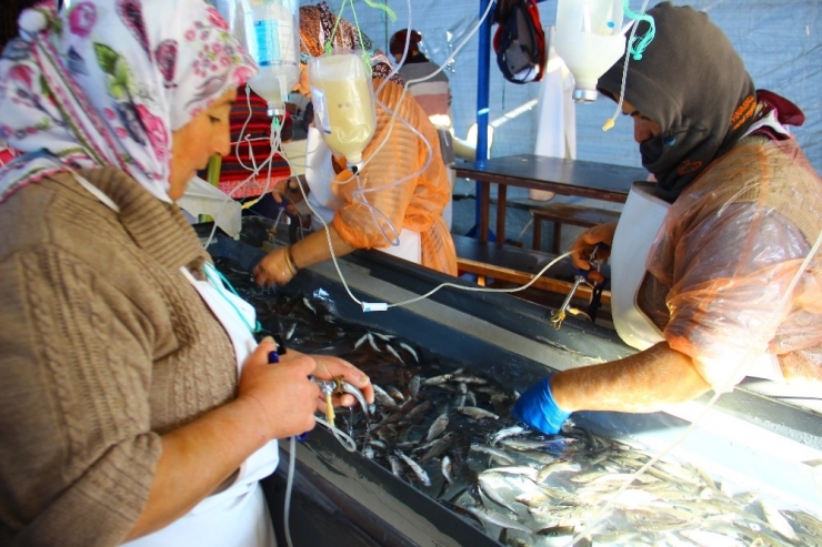 Bu Da Balık Hastanesi, Bu Kadınların Ne Yaptığını Duyunca Çok Şaşıracaksınız