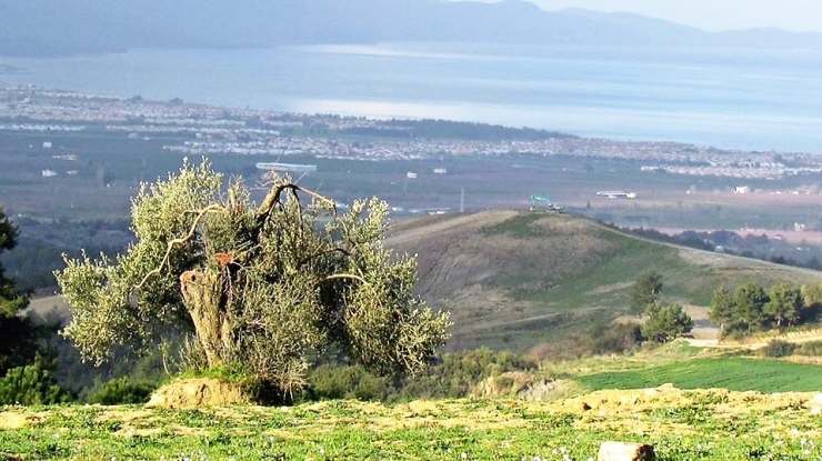 Ölmez Ağaç Zeytin Doğaseverlere Anlatıldı