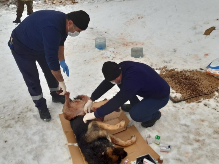 Kurtların Saldırdığı Köpek Tedavi Altına Alındı