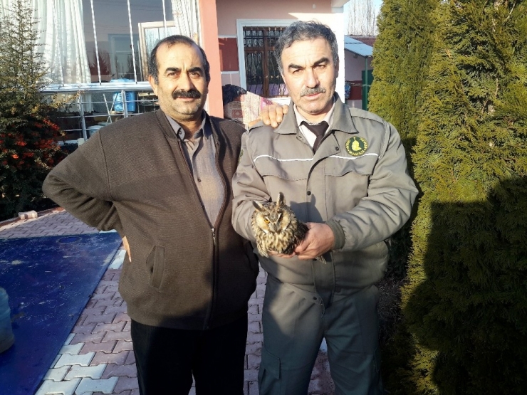Konya’da Kulaklı Orman Baykuşu Bulundu