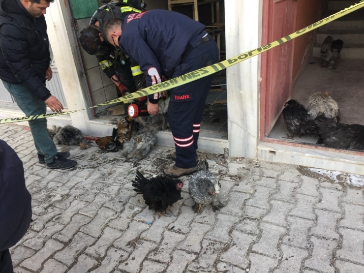 Bodrum Yangınında Tavuklar Telef Oldu