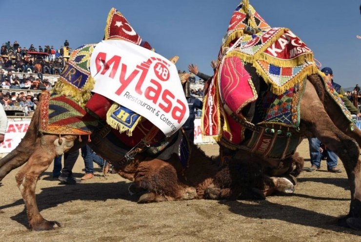 Egenin Namlı Develeri Selimiye’de Buluşacak
