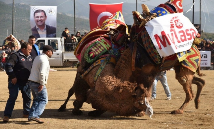Egenin Namlı Develeri Selimiye’de Buluşacak