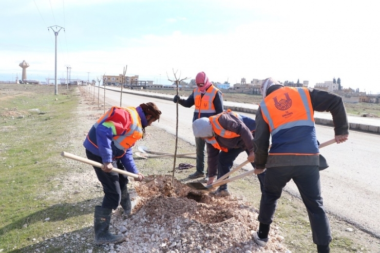 Suriye’nin Kuzeyi Barış Pınarı İle Yeşilleniyor