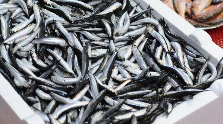 Firar Eden Hamside Fiyat 25 Tl’yi Buldu