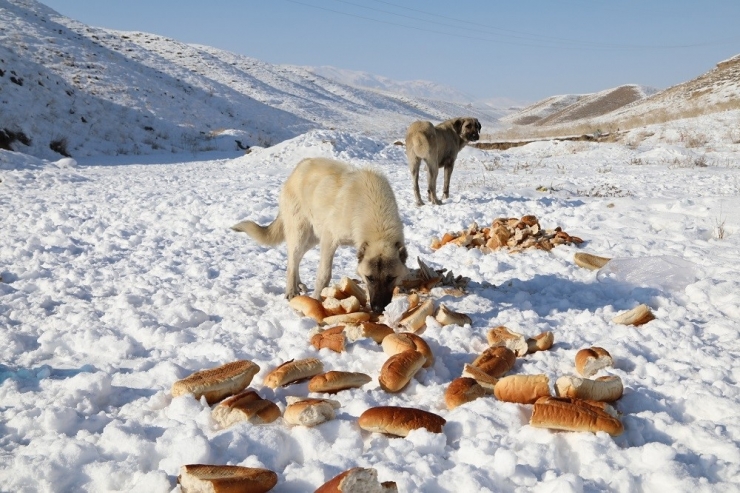 Başkale’de Sahipsiz Sokak Hayvanlarına Yem Desteği