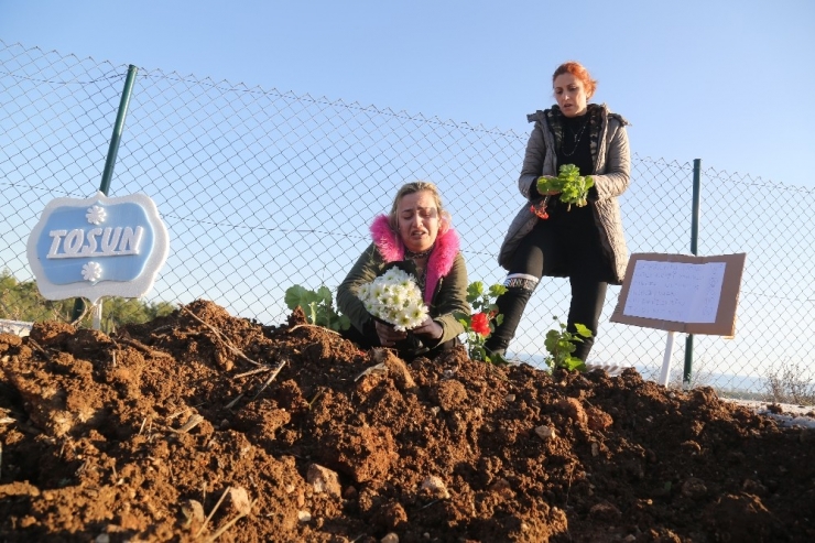 Depremde Kalp Krizinden Ölen Köpek Mersin’deki Hayvan Mezarlığına Gömüldü