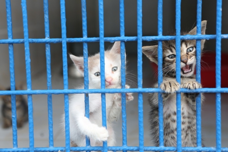 Can Dostlara Kucak Açan Merkez