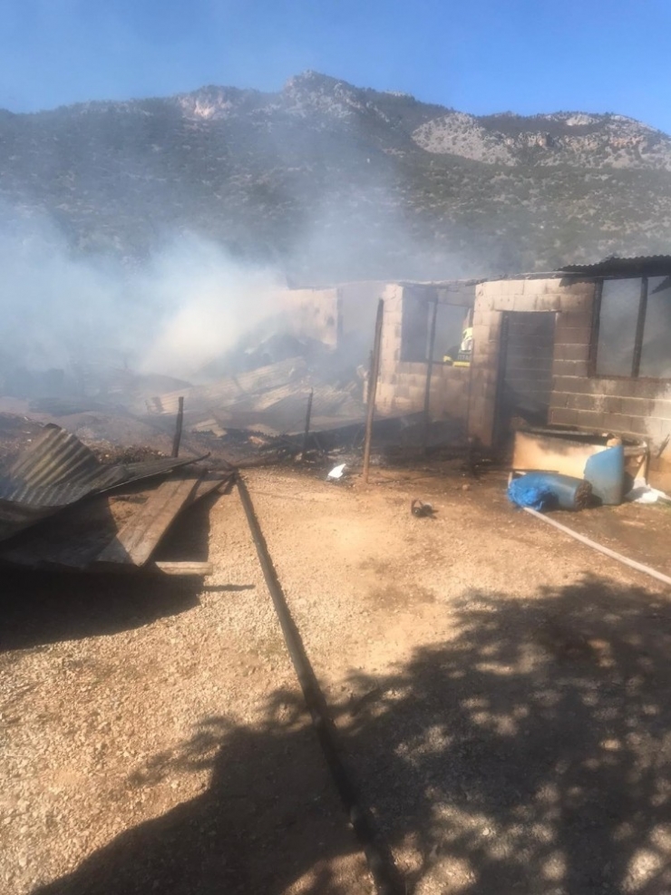 Ahırdaki İnekler Yanmaktan Son Anda Kurtarıldı