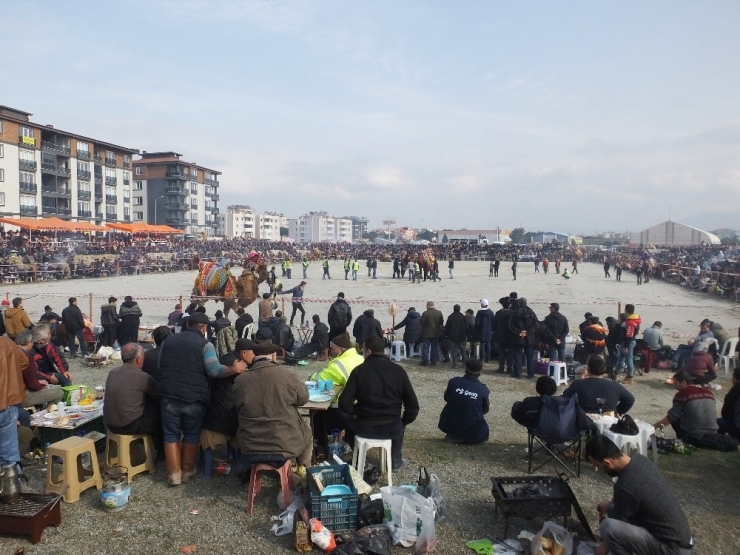 Burhaniye’de Deve Güreşlerini 15 Bin Kişi İzledi