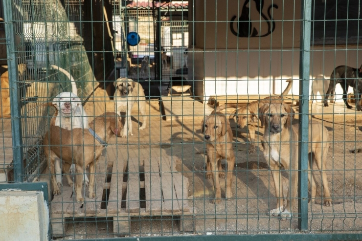 Mersin’de 800 Köpek Ve 550 Kedi Sahiplendirildi