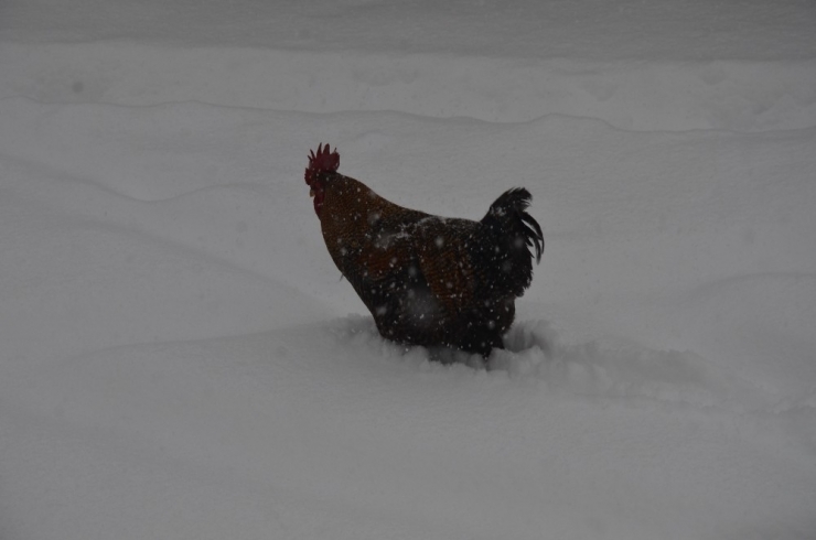 Hayvanların Karla Mücadelesi