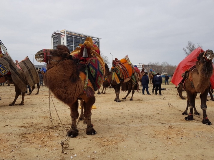 Tire’de Şampiyon Develer Depremzedeler İçin Güreşti
