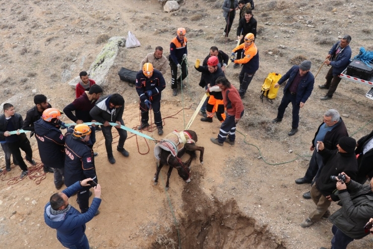Kuyuya Düşen 4 Aylık Hamile Eşeği Afad Kurtardı