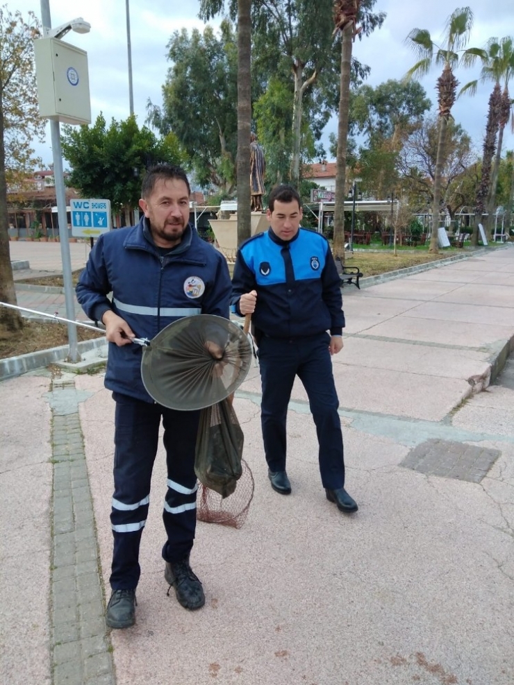 Dalyan’da Kanala Düşen Yaralı Kedi Kurtarıldı