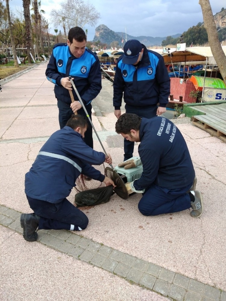Dalyan’da Kanala Düşen Yaralı Kedi Kurtarıldı