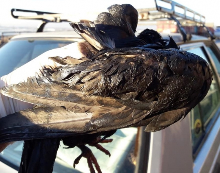 Kurtardığı Güvercinle Yatağını Paylaştı