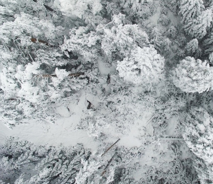 Karla Kaplı Ormanda Drone İle Geyikleri Böyle Görüntülediler
