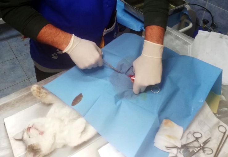 Kaza Sonucu Ağır Yaralanan Kedi Ve Köpek Operasyonla Hayata Tutundu