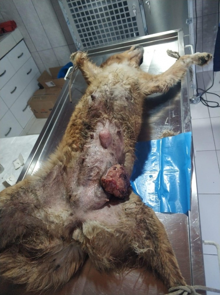 Memesinde Tümör Olan Köpek Tedavi Edildi