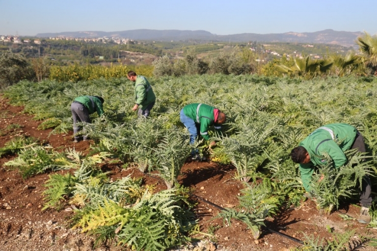 Mezitli’nin İlk Enginarları Nisanda Hasat Edilecek