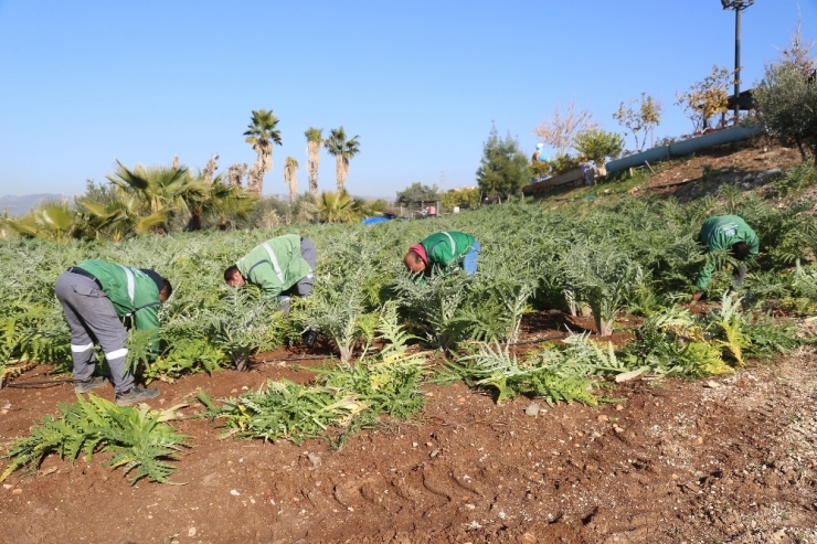 Mezitli’nin İlk Enginarları Nisanda Hasat Edilecek