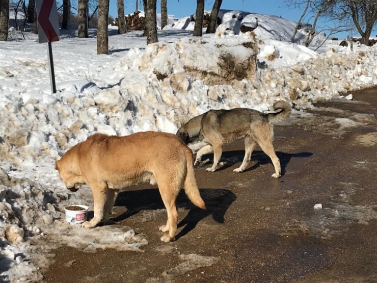 Uludağ’daki Sahipsiz Hayvanlara Osmangazi Desteği