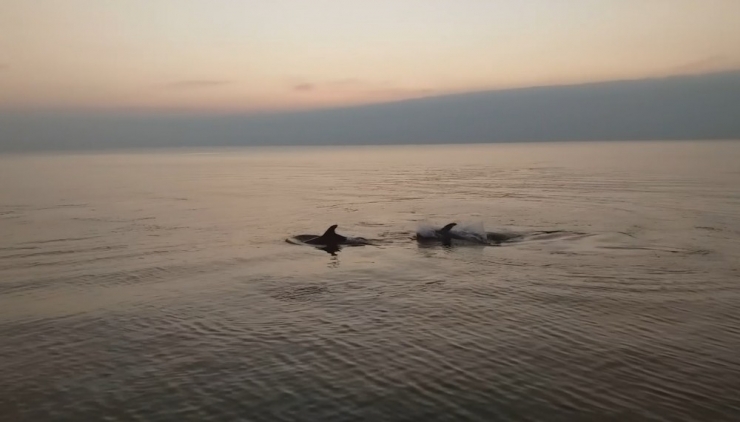 Yunuslar Sahilde Balık Avladı