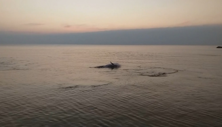 Yunuslar Sahilde Balık Avladı