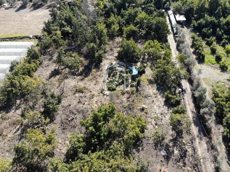 Avokadoyu Hastalık Vurdu Rekolte 5’te Bir Oranında Düştü