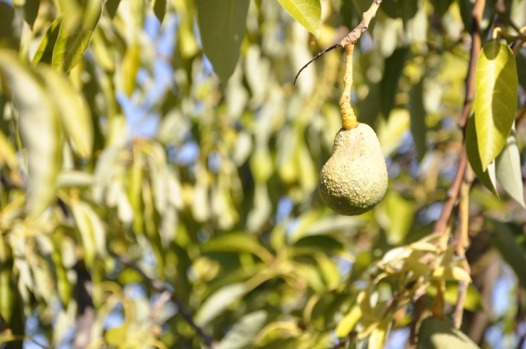 Avokadoyu Hastalık Vurdu Rekolte 5’te Bir Oranında Düştü