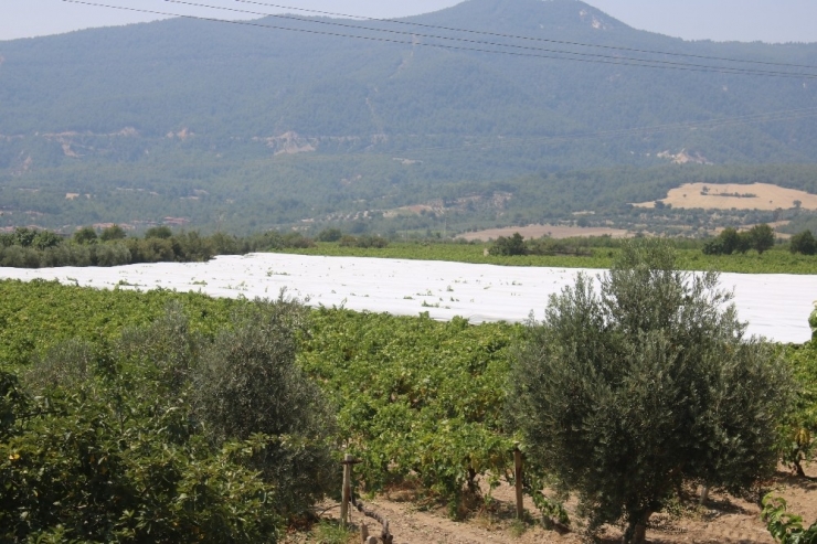 Denizli, Kekik Ve Tütün Üretiminde Zirvede