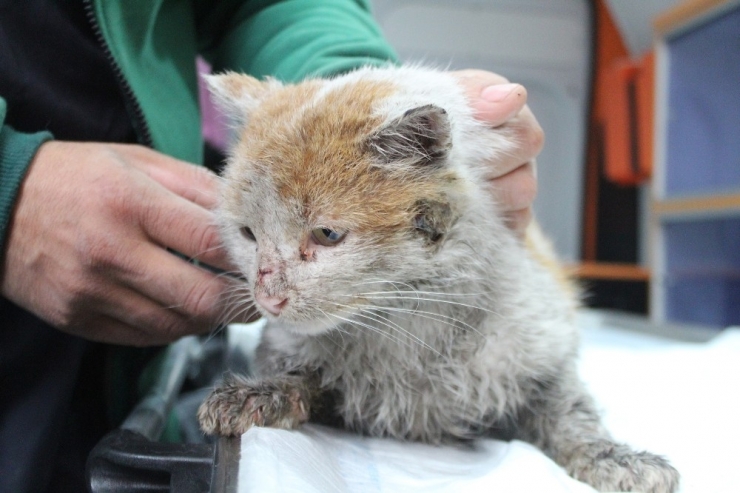 Depremzede Kedi ’Toros’ Antalya’da Sıcak Yuvasına Kovuştu