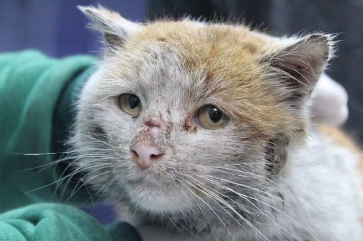 Depremzede Kedi ’Toros’ Antalya’da Sıcak Yuvasına Kovuştu