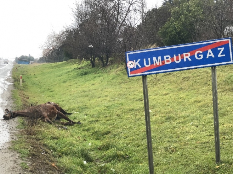 İstanbul’da Korkunç Kaza: 3 At Telef Oldu