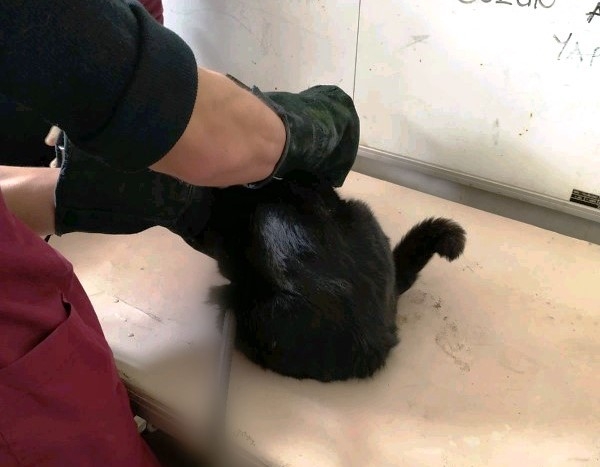 Şanlıurfa’da Kedi Kurtarma Operasyonu