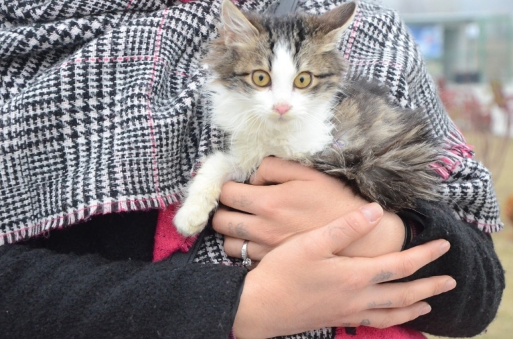 Tek Ayağı Olmayan Kediyi Sahiplendi