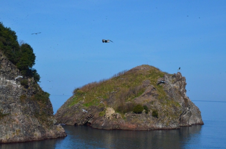 Kuşların Ordu’daki Yaşam Alanı: “Hoynat Adası”