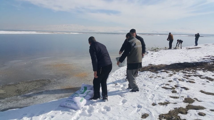 Van’da Yaban Hayvanlarına Yem Desteği