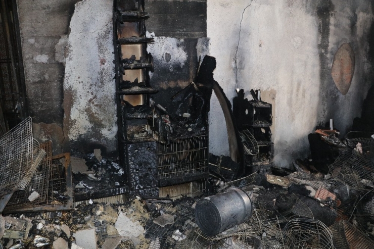 Yozgat’ta Pet Shopta Yangın, Çok Sayıda Hayvan Telef Oldu