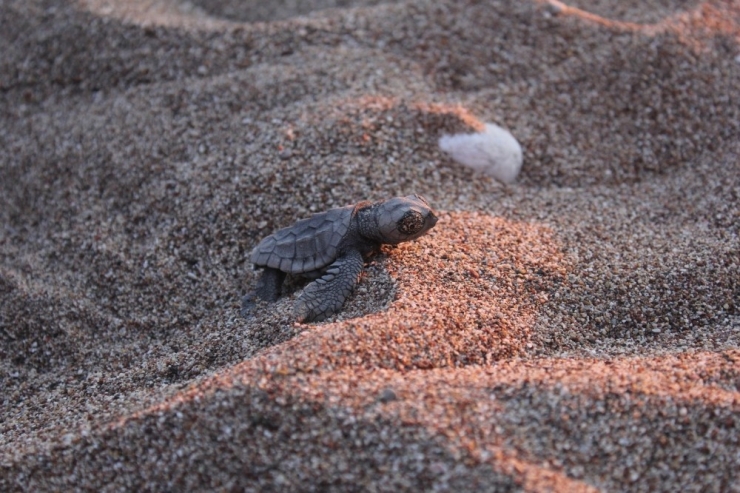 Carettalar Protokol İle Koruma Altına Alındı