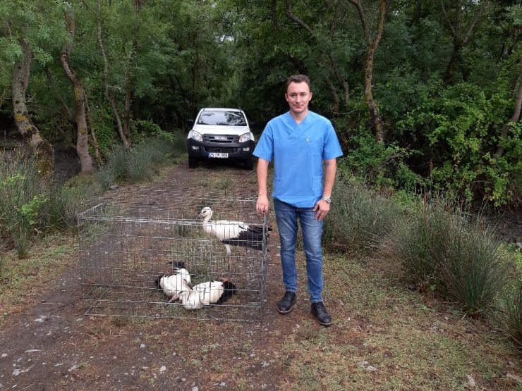 2019 Yılında Bursa’da 210 Yaban Hayvanı Doğa İle Buluştu